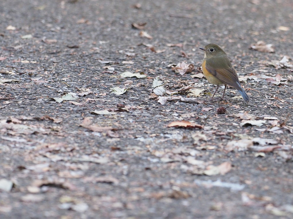 帰路の途中で