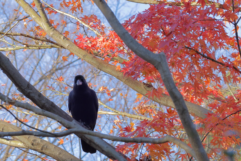 カラスの紅葉狩り
