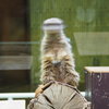 ミーアキャットの駄々っ子の仕方