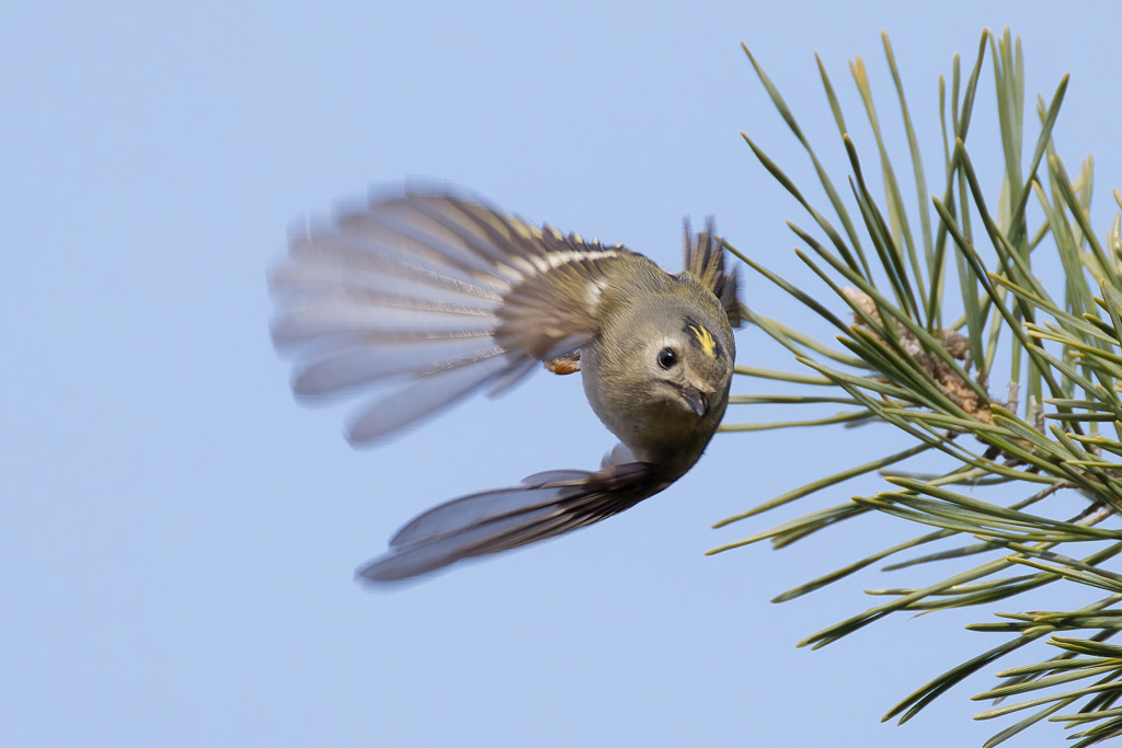 飛び出せキクちゃん！