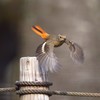 おジョウちゃんの飛翔