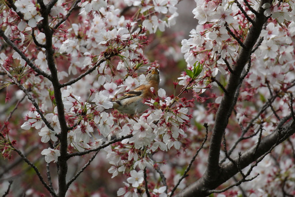 アトリの花見