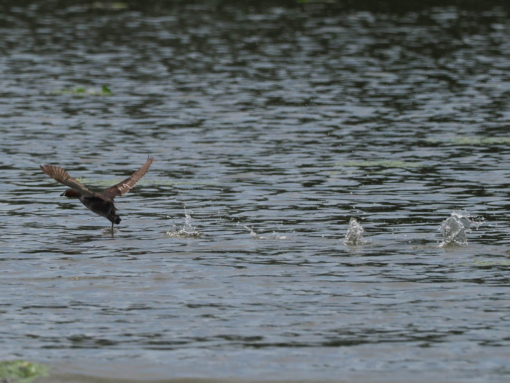 オットットット～！