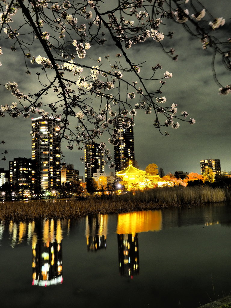 不忍夜桜