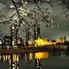 不忍夜桜