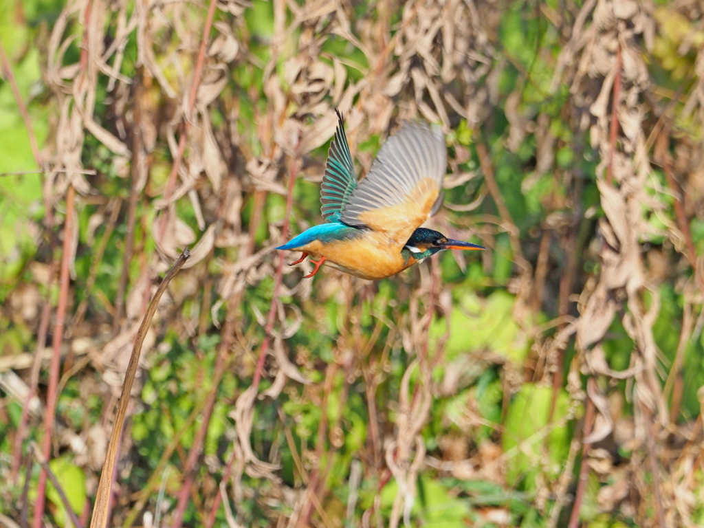 バックが悪くてもkingfisher2