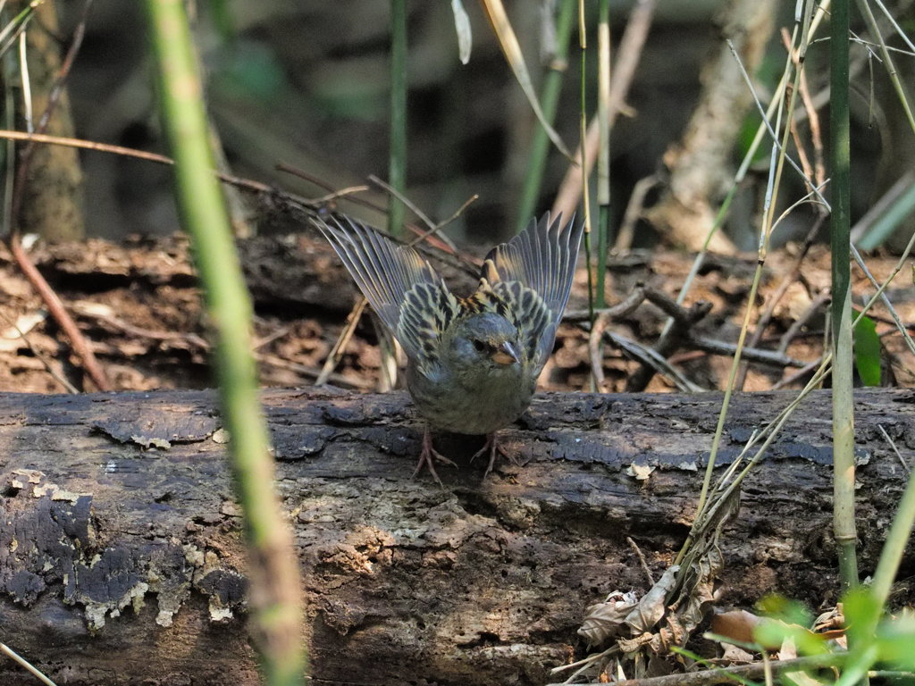 クロちゃんの飛び込み