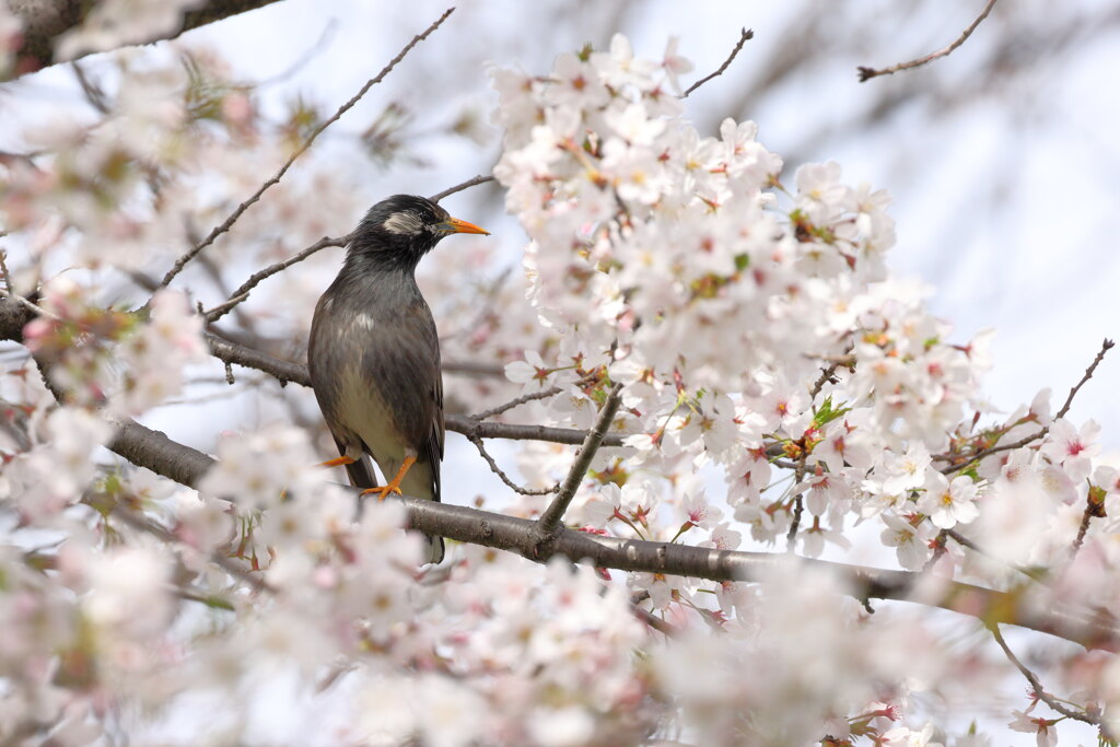 桜狩り