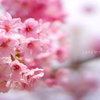 ほ・ん・わ・か