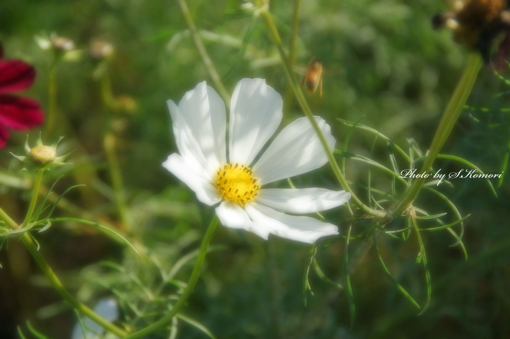 Flowers streaming in wind   Take9