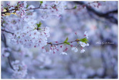 ～桜咲く、大岡川にて....～