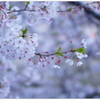 ～桜咲く、大岡川にて....～