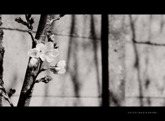壁と桜