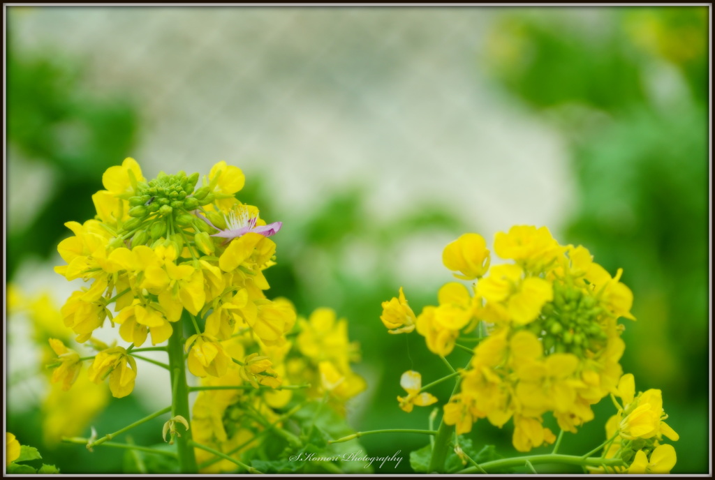 ~ Rapeseed blossom ~