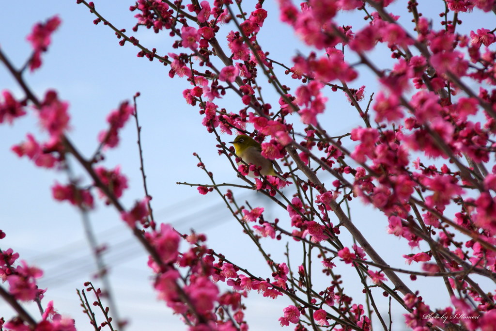 New coming of spring　④