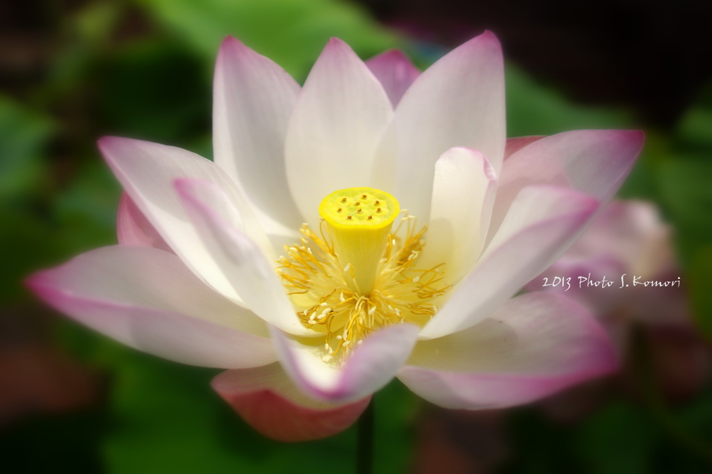 菩薩花