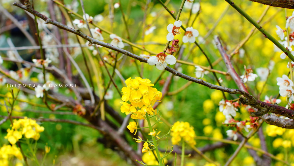 梅と菜の花