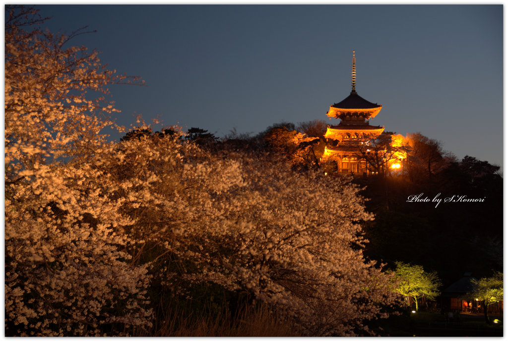 ～ 三溪園、夕べの桜より ～