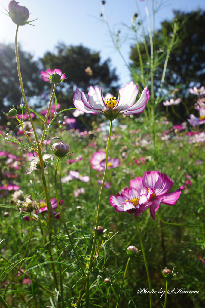 Flowers streaming in wind   Take4