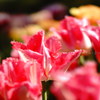 Lip flower