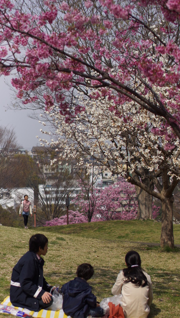 桜の下の家族