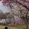 桜の下の家族