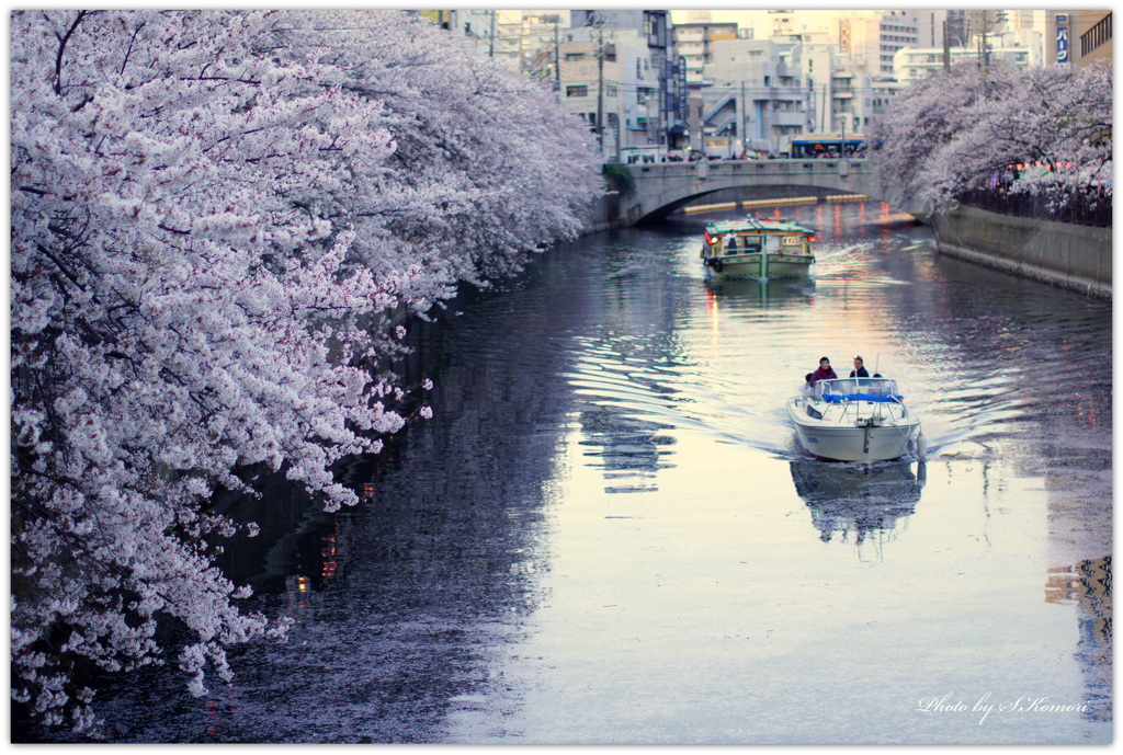 ～桜咲く、大岡川にて....～