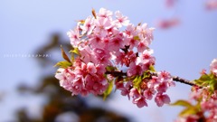 河津桜