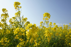 ～Yellow spring～