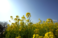 ～Yellow spring～