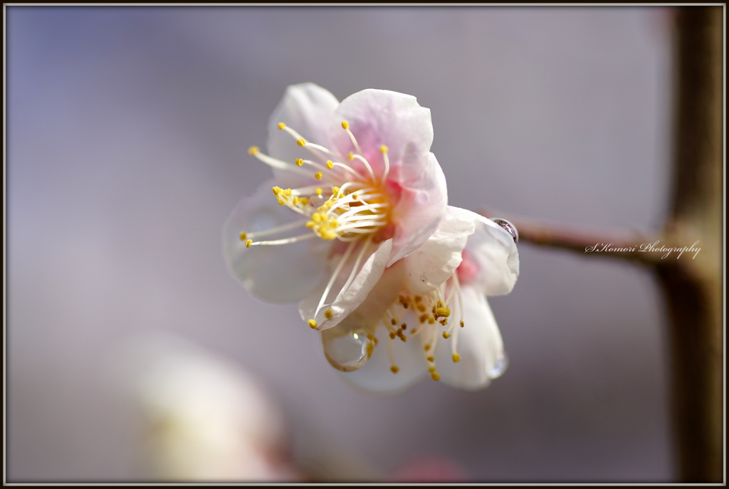 ～ White plum blossoms ～