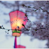 ～桜咲く、大岡川にて....～