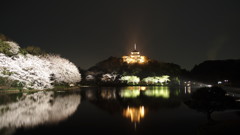 三溪園夜桜景