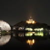 三溪園夜桜景