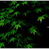 ～ Green ～