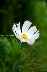 風と一緒に・・・