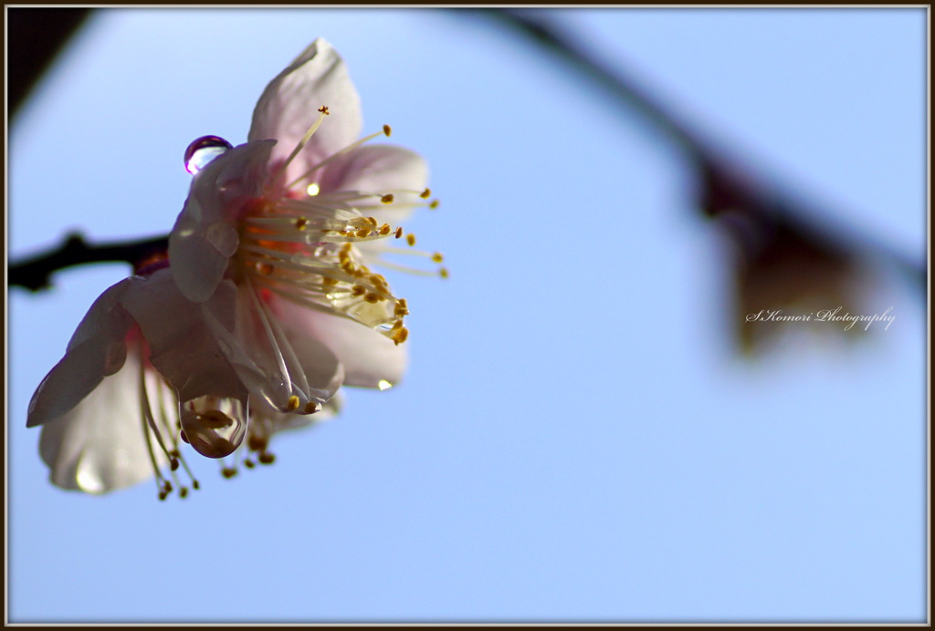 ～ White plum blossoms ～