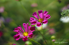 Flowers streaming in wind   Take8