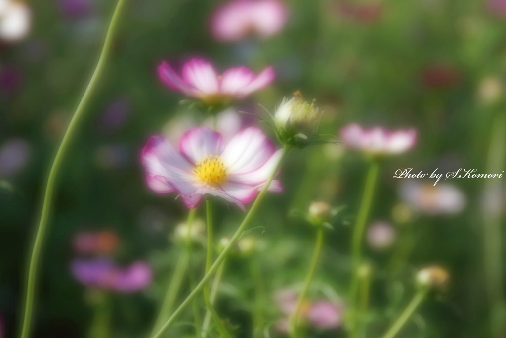 Flowers streaming in wind   Take2