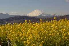菜の花と富士山・・・♪