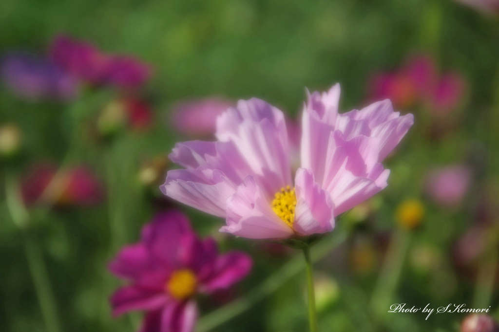 Flowers streaming in wind   Take10