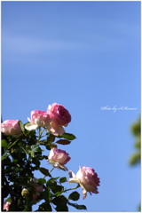 ～ Rose and Sky ～