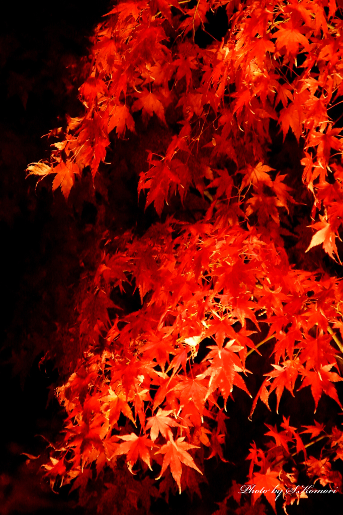 紅の雨
