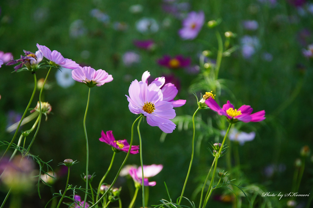 Flowers streaming in wind   Take１