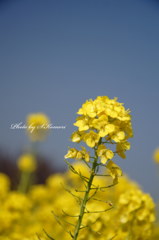 ～Yellow spring～