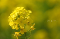 ～Yellow spring～