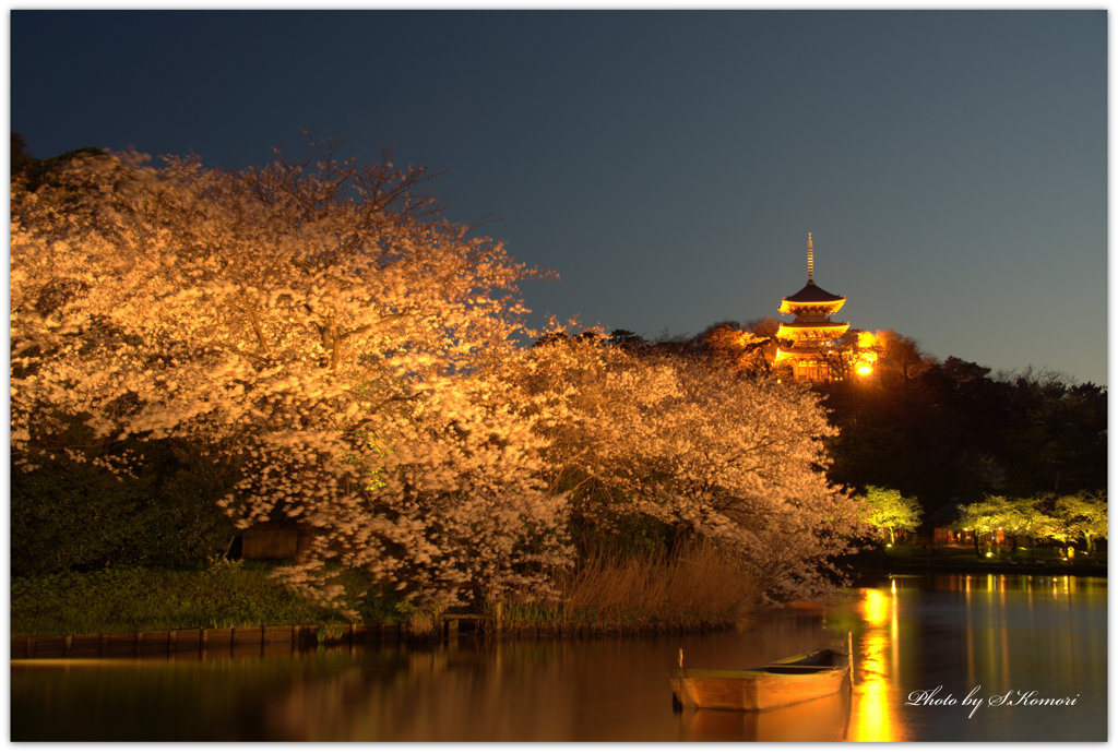 ～ 三溪園、夕べの桜より ～