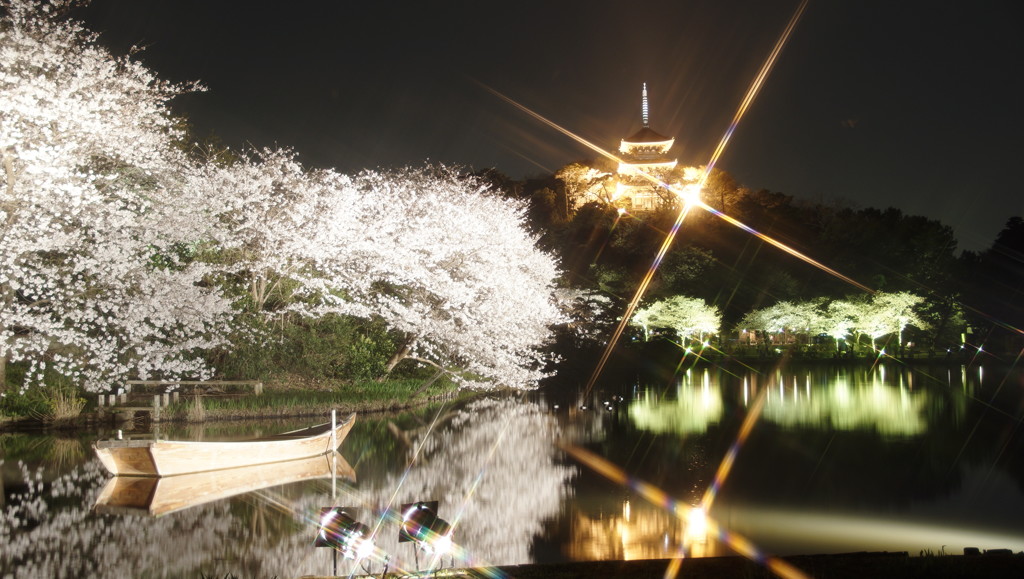 三溪園夜桜