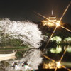 三溪園夜桜