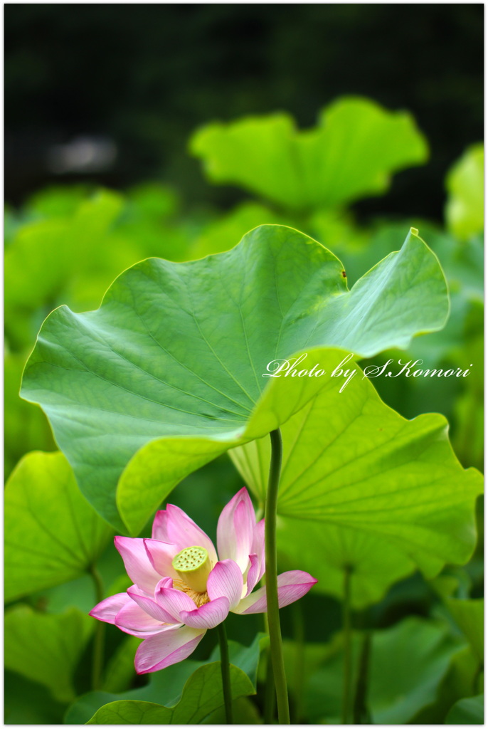 ～ 蓬華 ～